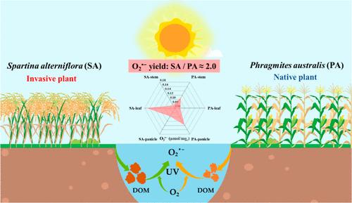 Superoxide Photoproduction from Wetland Plant-Derived Dissolved Organic Matter: Implications for Biogeochemical Impacts of Plant Invasion