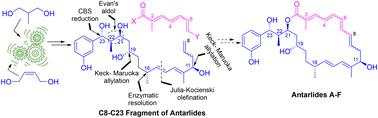 Stereo flexible synthesis of the C8–C23 fragment of antarlides, androgen receptor antagonists†