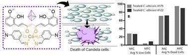 Heteroleptic cobalt complex augments antifungal activity with fluconazole and causes membrane disruption in Candida albicans†