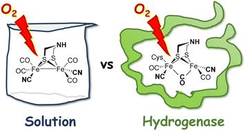 Oxygen sensitivity of [FeFe]-hydrogenase: a comparative study of active site mimics inside vs. outside the enzyme†