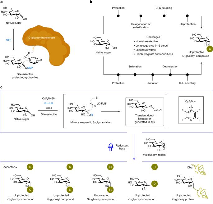 Direct radical functionalization of native sugars