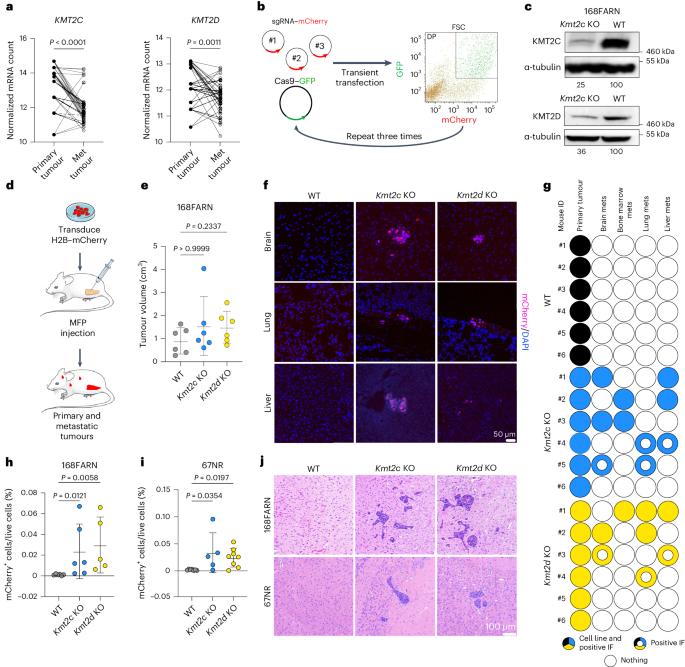 Loss of Kmt2c or Kmt2d drives brain metastasis via KDM6A-dependent upregulation of MMP3