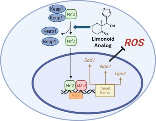 A Novel Analog of the Natural Product Fraxinellone Protects against Endogenous and Exogenous Neurotoxicants