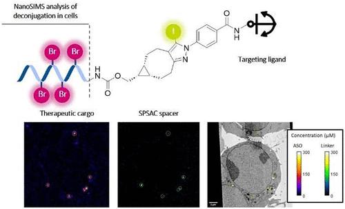 Incorporation of Intracellular NanoSIMS Tracers to Oligonucleotide Conjugates via Strain Promoted Sydnone–Alkyne Cycloaddition