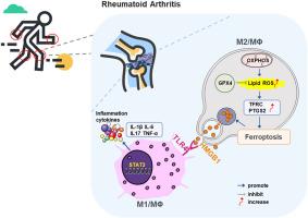 Inhibition of ferroptosis rescues M2 macrophages and alleviates arthritis by suppressing the HMGB1/TLR4/STAT3 axis in M1 macrophages