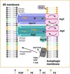 Phospholipid Supply for Autophagosome Biogenesis