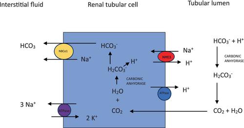 Demystifying normal-anion-gap metabolic acidosis: pathophysiology, aetiology, evaluation and diagnosis