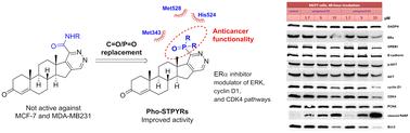 Design and synthesis of phosphoryl-substituted steroidal pyridazines (Pho-STPYRs) as potent estrogen receptor alpha inhibitors: targeted treatment of hormone-dependent breast cancer cells†