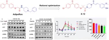 Identification of AdipoRon analogues as novel activators of AMPK for the treatment of type 2 diabetes†