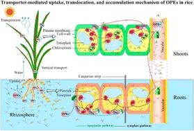 Organophosphate esters uptake, translocation and accumulation in rice (Oryza sativa L.): impacts of lipid transporters and chemical properties †
