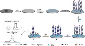 A novel dual-model photoelectrochemical/electrochemical sensor based on Z-scheme TiO2 disks/methylene blue for kanamycin detection†