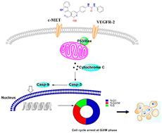 Discovery of new 1,3-diphenylurea appended aryl pyridine derivatives as apoptosis inducers through c-MET and VEGFR-2 inhibition: design, synthesis, in vivo and in silico studies†