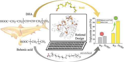 Selective Esterification Design of Lipases for TAG Synthesis Based on the Unique Structure of Curved DHA