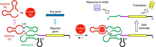 Cell-Free Biosensors Based on Modular Eukaryotic Riboswitches That Function in One Pot at Ambient Temperature