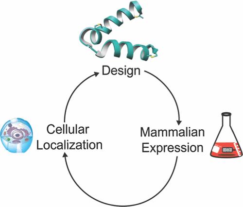 Expression and Subcellular Localization of Lanthipeptides in Human Cells