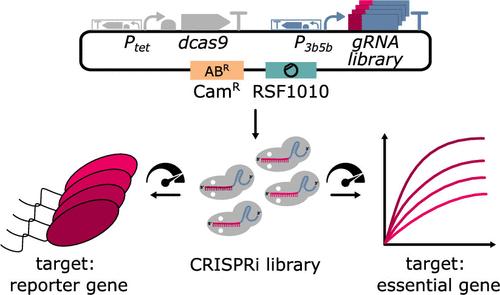 Graded-CRISPRi, a Tool for Tuning the Strengths of CRISPRi-Mediated Knockdowns in Vibrio natriegens Using gRNA Libraries