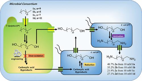 One-Pot Biocatalytic Route from Alkanes to α,ω-Diamines by Whole-Cell Consortia of Engineered Yarrowia lipolytica and Escherichia coli