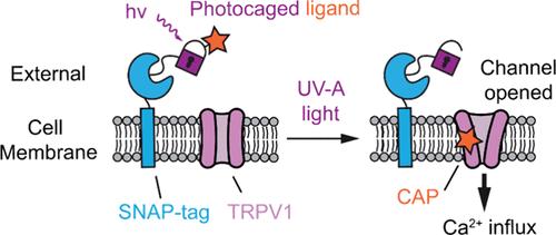 Optical Control of TRPV1 Channels In Vitro with Tethered Photopharmacology