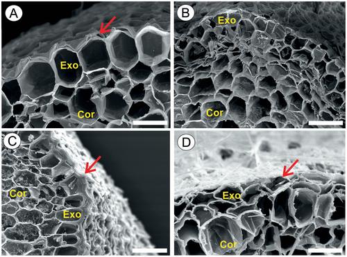 Morphological diversity of the velamen radicum in the genus Anthurium (Araceae)