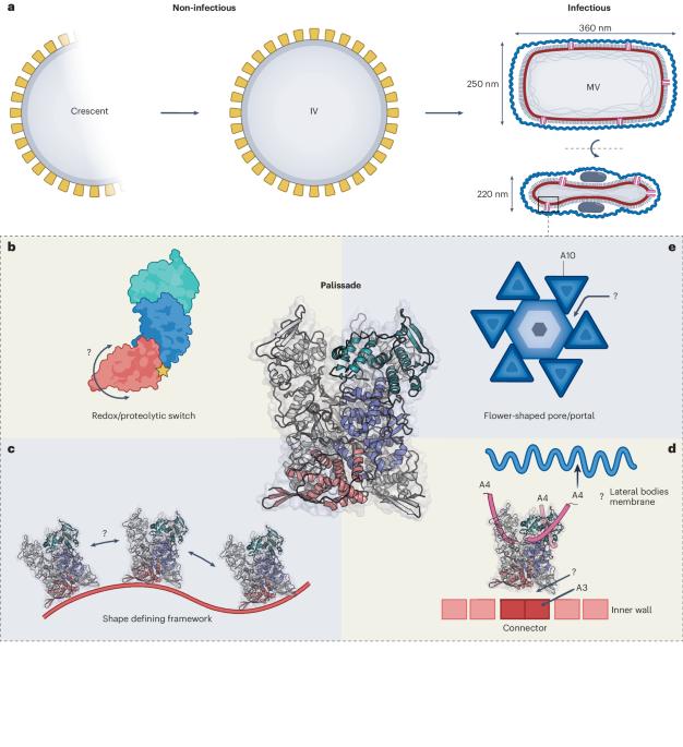 Structure of the poxvirus core