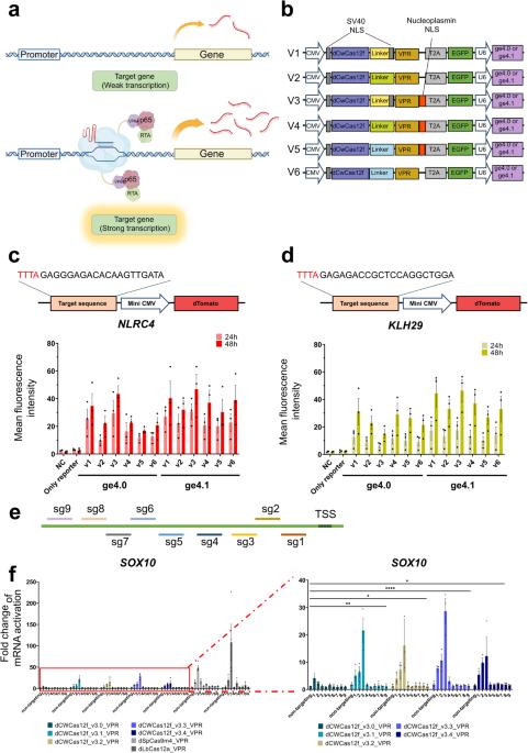 Highly efficient and specific regulation of gene expression using enhanced CRISPR-Cas12f system