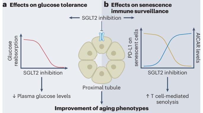 SGLT2 regulates immune-mediated senolysis