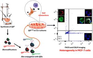 Deciphering breast cancer cell heterogeneity: a quantum dot-conjugate approach employing MCF-7 and THP-1 co-cultures†