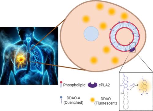 Non-Small Cell Lung Cancer Imaging Using a Phospholipase A2 Activatable Fluorophore