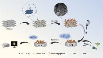 Degradation and detection of organophosphorus pesticides based on peptides and MXene–peptide composite materials†