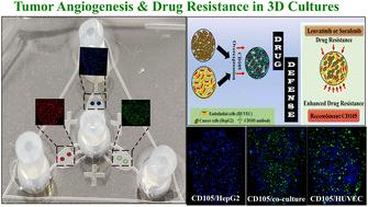 Deciphering hepatoma cell resistance to tyrosine kinase inhibitors: insights from a Liver-on-a-Chip model unveiling tumor endothelial cell mechanisms†