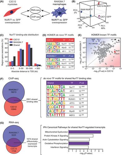 Nuclear receptor Nur77 and Yin-Yang 1 synergistically increase mitochondrial abundance and activity in macrophages