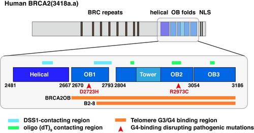 Balancing act: BRCA2's elaborate management of telomere replication through control of G-quadruplex dynamicity