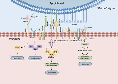 “Find Me” and “Eat Me” signals: tools to drive phagocytic processes for modulating antitumor immunity