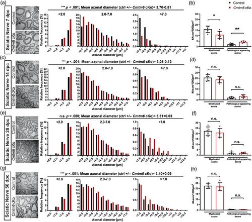 Myelinated peripheral axons are more vulnerable to mechanical trauma in a model of enlarged axonal diameters