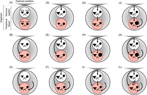 Oxidative status: A general but overlooked indicator of welfare across animal species?