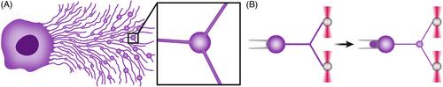 Biophysical aspects of migrasome organelle formation and their diverse cellular functions