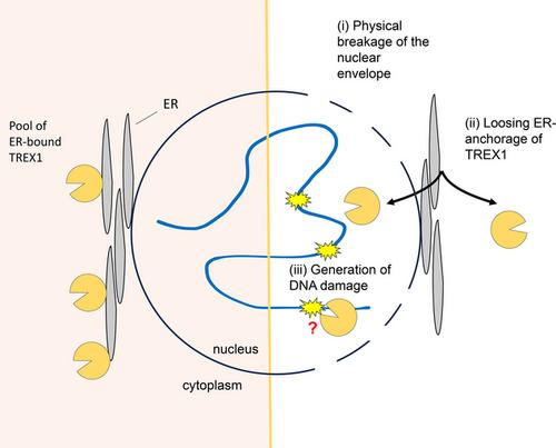 T-Rex escaped from the cytosolic park: Re-thinking the impact of TREX1 exonuclease deficiencies on genomic stability