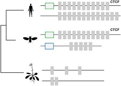 C2H2 proteins: Evolutionary aspects of domain architecture and diversification