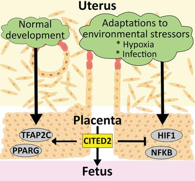 Cited2 is a key regulator of placental development and plasticity