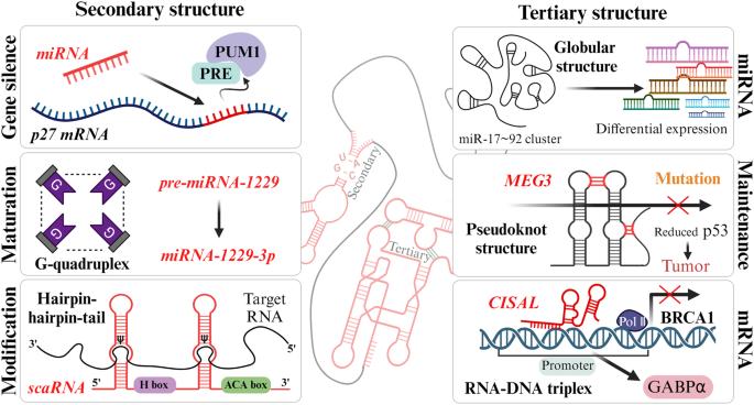 Molecular insights into regulatory RNAs in the cellular machinery