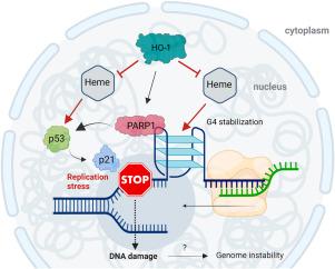 Heme oxygenase-1 protects cells from replication stress