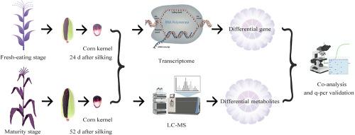 A multi-omics-based investigation into the regulation of phenolics in fresh maize kernels at different developmental stages