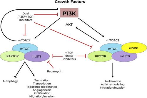 Multi-omic analysis of dysregulated pathways in triple negative breast cancer