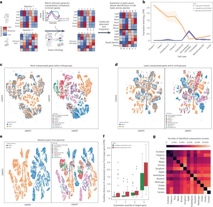 Coexpression enhances cross-species integration of single-cell RNA sequencing across diverse plant species