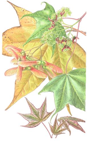 1091. Acer fangianum Rushforth, nom. & stat. nov.: Sapindaceae