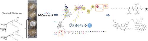 Discovery of the Lipopeptides Albubactins A–H from Streptomyces albidoflavus RKJM0023 via Chemical Elicitation with Rhamnolipids and Synthesis of Albubactin A