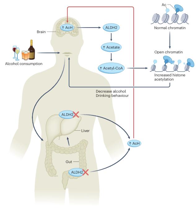 Gut–liver highway of ALDH2 in drinking