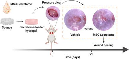 Topical application of a hyaluronic acid-based hydrogel integrated with secretome of human mesenchymal stromal cells for diabetic ulcer repair