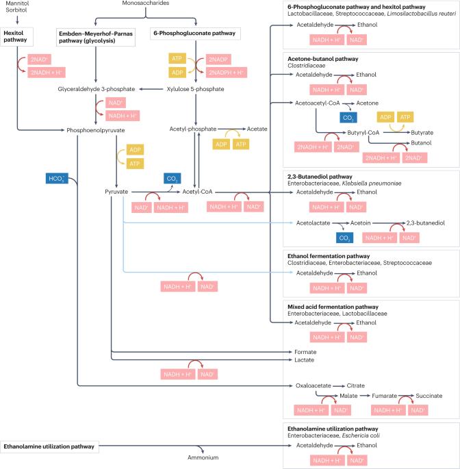 Endogenous ethanol production in health and disease