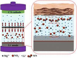 Sustainable release of Mg(NO3)2 from a separator boosts the electrochemical performance of lithium metal as an anode for secondary batteries†